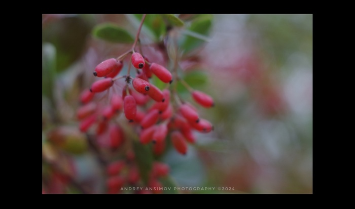 Барбарис в деревне. Наконец, я начал снимать, как хотел. Объектив Индустар 61 л/з МС, 1/2,8 на Pentax K50. Будет несколько фото в серии.