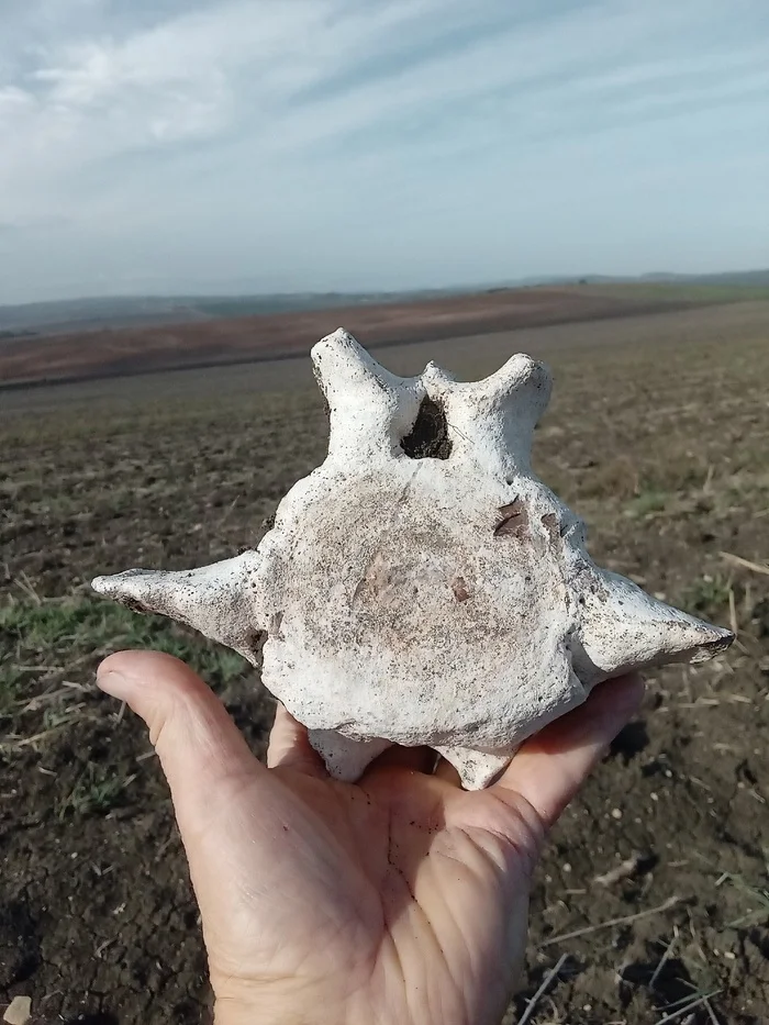 Bones in the field - Nature, Краснодарский Край, Paleontology, Longpost