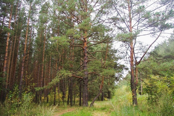 Тропа «Исетский бор». Фото: <a href="https://pikabu.ru/story/selo_kosulino_kak_na_urale_lovili_shpiona_pauyersa_11859591?u=https%3A%2F%2Fnashural.ru%2F&t=https%3A%2F%2Fnashural.ru%2F&h=1ed95d27b0c1c00882c2c7497e1a79a95cf0c130" title="https://nashural.ru/" target="_blank" rel="nofollow noopener">https://nashural.ru/</a>