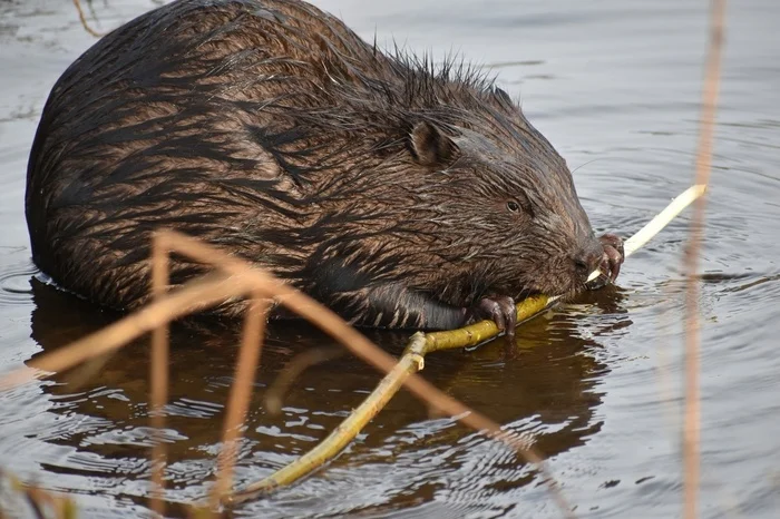 Fresh beaver teeth marks discovered on Elagin Island - My, The nature of Russia, Saint Petersburg, Beavers, Elagin Island, Each creature has a pair, Pavel Glazkov, Longpost