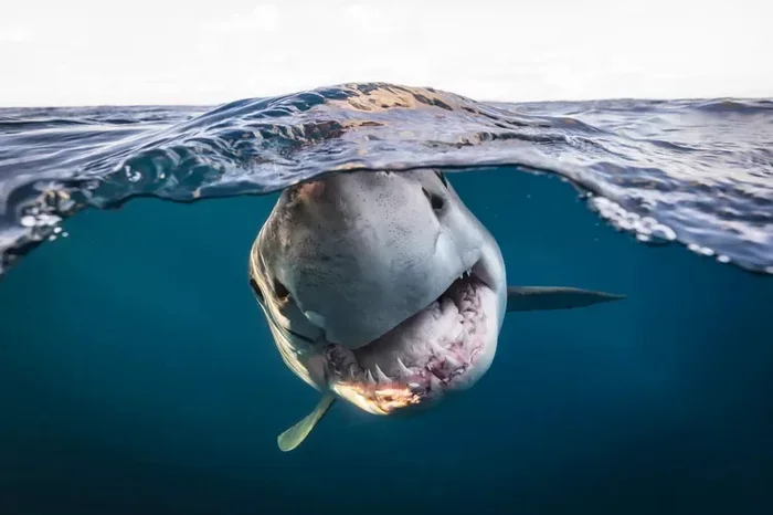 Some creepy shots of the seabed that may cause thalassophobia - Marine life, Ocean, Animals, Wild animals, The photo, Fishkinet, Longpost