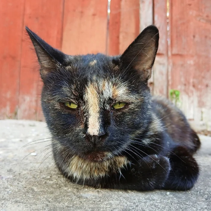 The look of the cat from Staritsa) - My, cat, Muzzle, Reportage, Animals, Oxbow, The photo