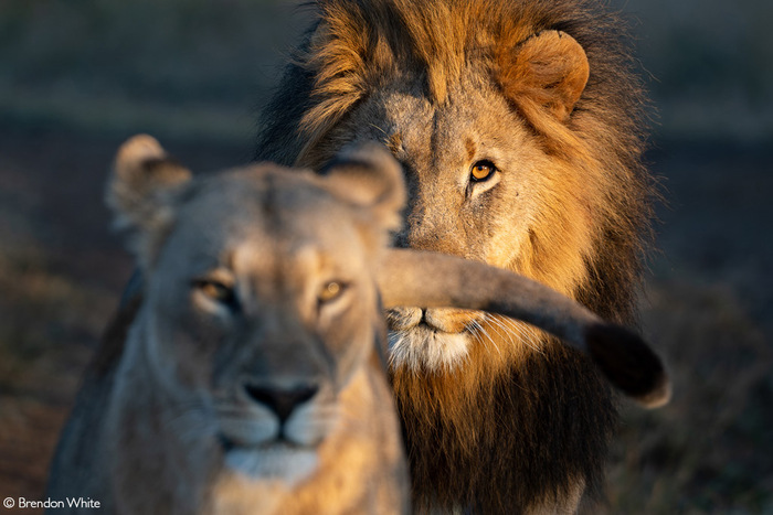 Тайный замысел