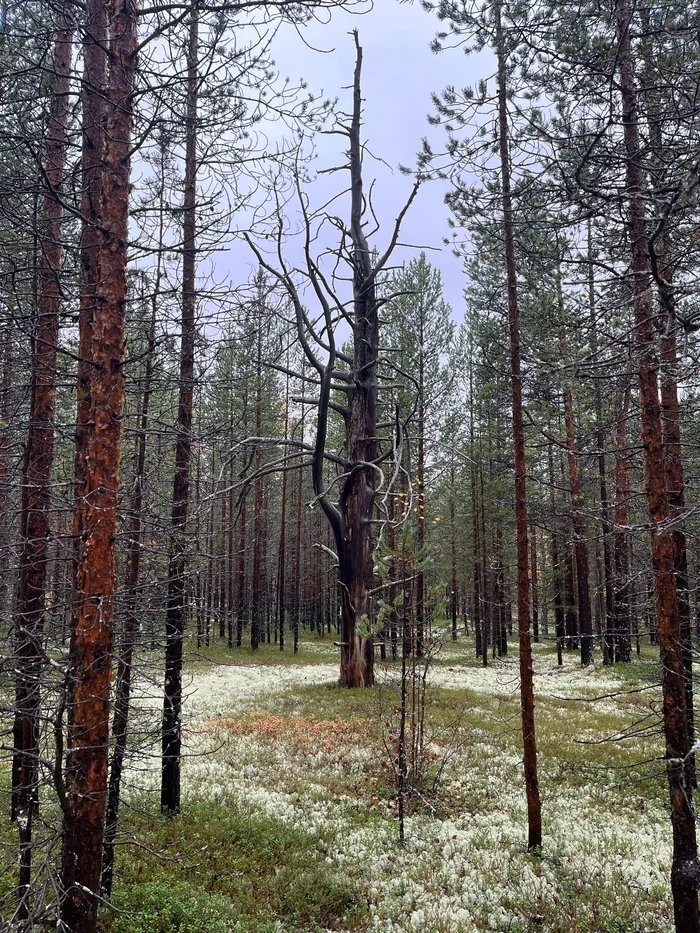 Dead tree - My, Murmansk region, Forest, Mobile photography