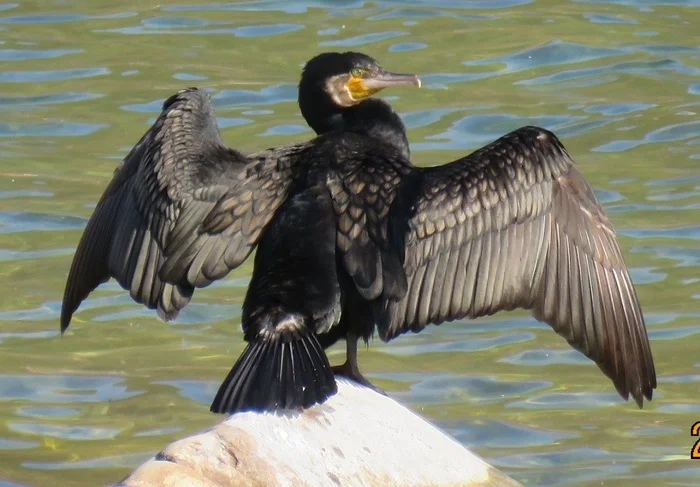 Cormorant Horrors - Eco-city, Ecology, Video VK, Baikal, Video, VKontakte (link), Longpost