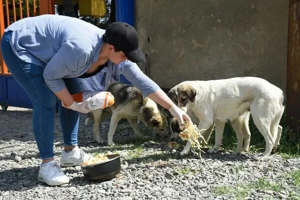 The circulation of dogs in nature on the example of the city of Astrakhan - Radical animal protection, Animal defenders, Stray dogs, Dog attack, Homeless animals, Fraud, Pests, Child protection, Negative