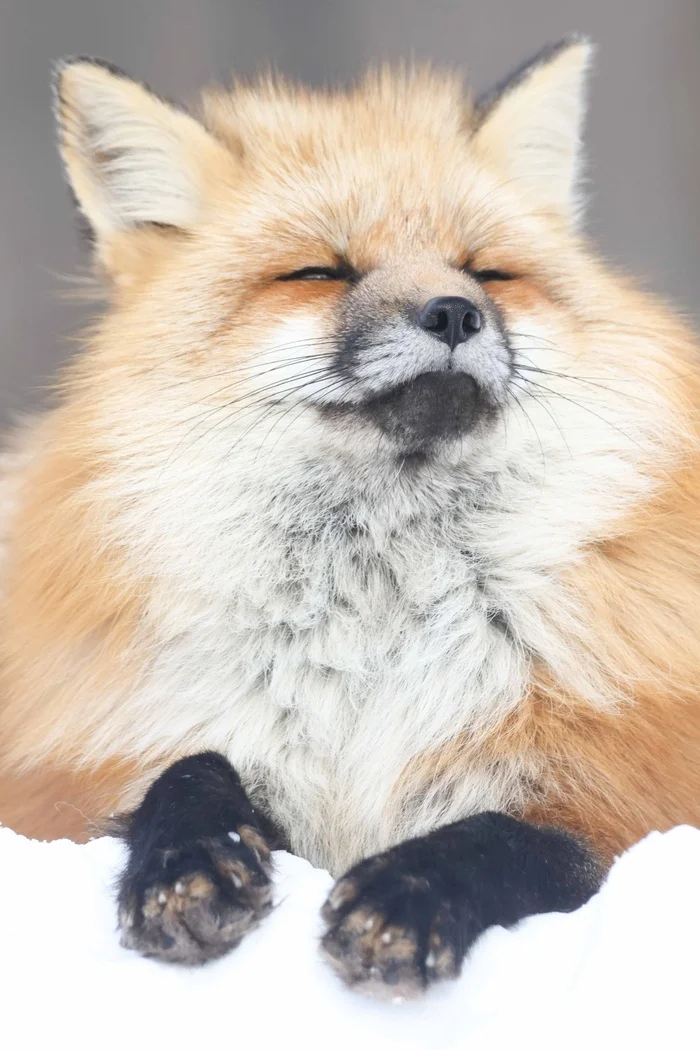 Proud and fluffy - The photo, Fox, Animals, Fluffy