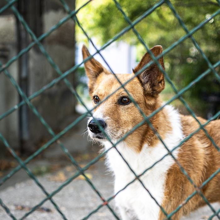 Собаки на улице 42 - Охранник