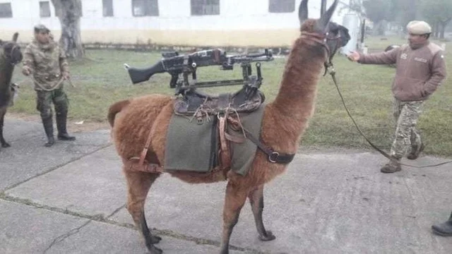 War Llamas - Machine gun, Llama, Army, Argentina