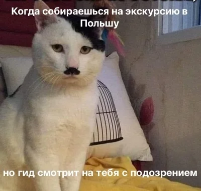 Kotler - cat, Adolf Gitler, Poland, Усы, Прическа, Longpost, Picture with text