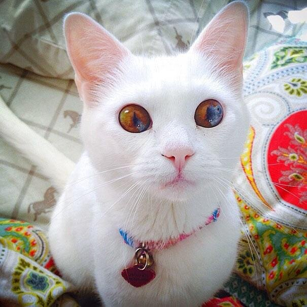 Heterochromia - Heterochromia, cat, Eyes, Fluffy, beauty, Longpost