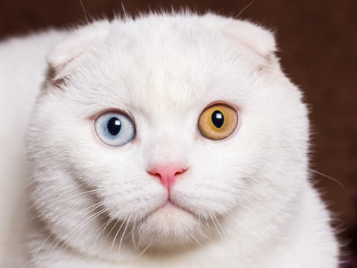 Heterochromia - Heterochromia, cat, Eyes, Fluffy, beauty, Longpost