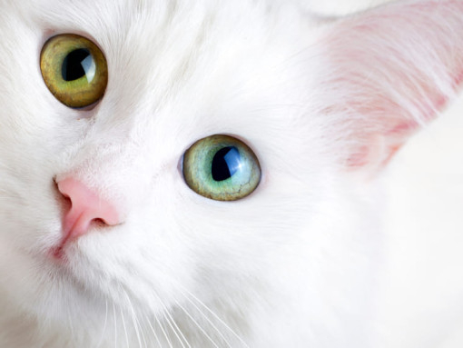 Heterochromia - Heterochromia, cat, Eyes, Fluffy, beauty, Longpost