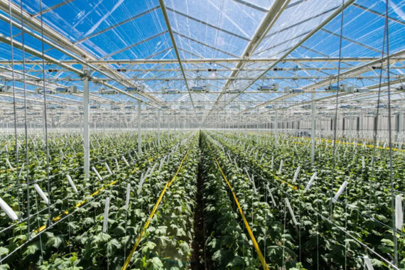 Polycarbonate or SVETLITSA™ film: what to choose for a greenhouse? - Garden, Gardening, Garden, Film, Longpost, Polycarbonate