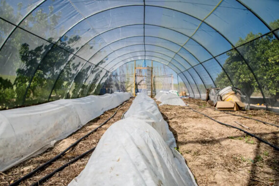 Polycarbonate or SVETLITSA™ film: what to choose for a greenhouse? - Garden, Gardening, Garden, Film, Longpost, Polycarbonate