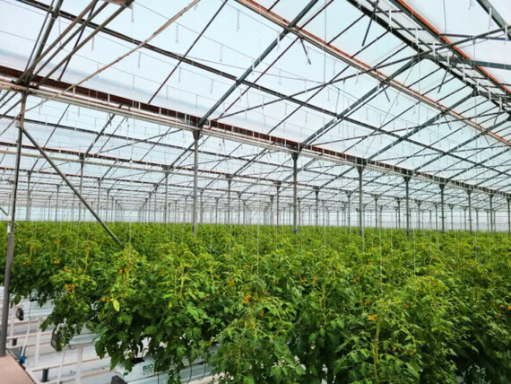 Polycarbonate or SVETLITSA™ film: what to choose for a greenhouse? - Garden, Gardening, Garden, Film, Longpost, Polycarbonate