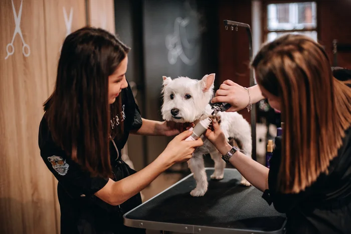 How to open a grooming salon: comparing two options - your own business and buying a franchise - Entrepreneurship, Business, Small business, Grooming, Pets, Franchise, Longpost