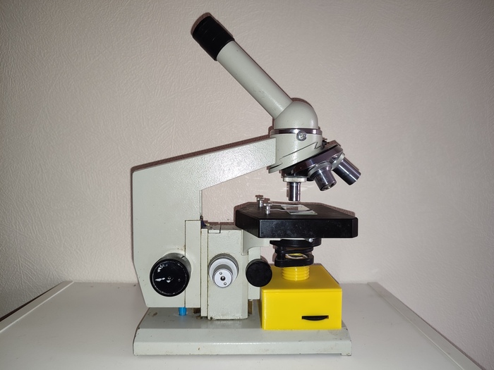 Кольчатый червь Эолосома (Aeolosoma sp.) под микроскопом