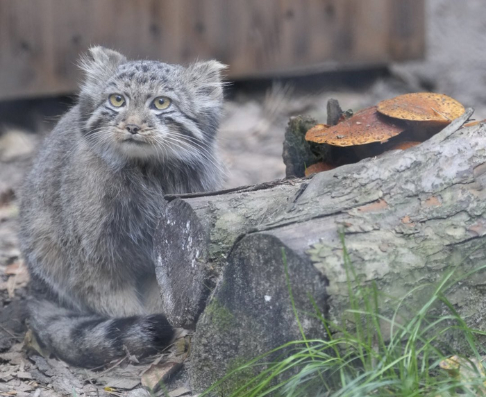 Когда первый раз один пошёл за грибами...