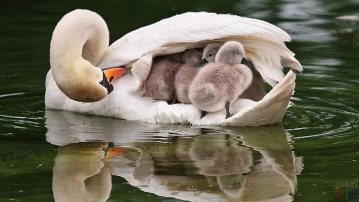 Всего самка откладывает 3-5 яиц. Кладку родители высиживают вместе на протяжении 1,5 месяца.
