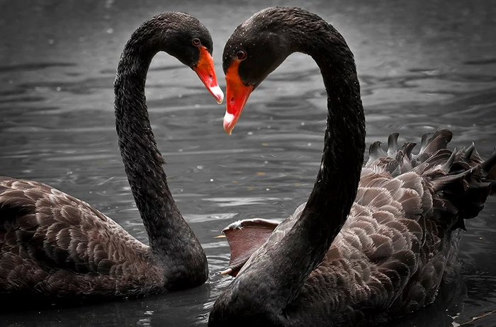 Вообще, по любовным отношениям птиц можно штамповать дешевые романы пачками.
