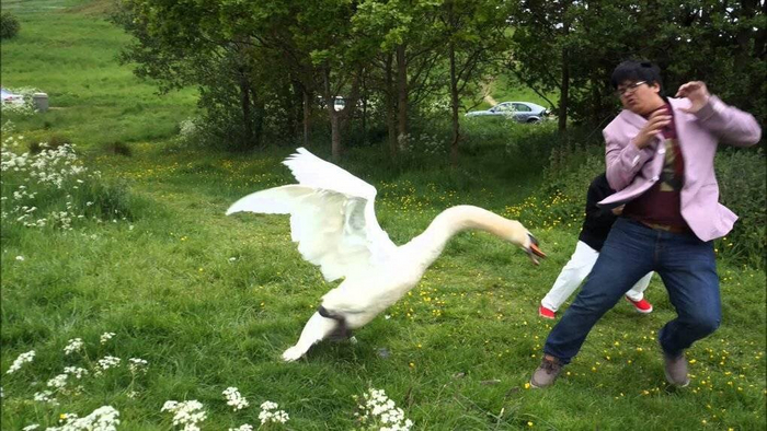 И кусаются они БОЛЬНЕЕ, чем гуси.