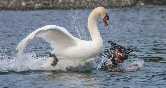 Тщательно следите за своими питомцами на берегу! Лебеди могут серьёзно их покалечить!