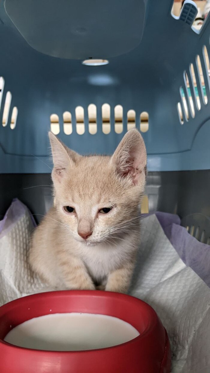 Дом Найден! Спасибо) Найден котенок! Москва, Свиблово