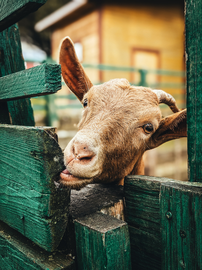 Домашняя коза