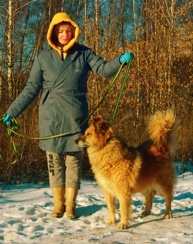 Golden Dog Vitya in the Shelter - Shelter, Overexposure, Homeless animals, In good hands, Dog, Volunteering, Good league, Solntsevo, Moscow, Kindness, Charity, Moscow region, Longpost