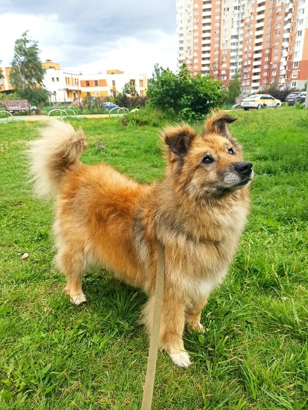 Golden Dog Vitya in the Shelter - Shelter, Overexposure, Homeless animals, In good hands, Dog, Volunteering, Good league, Solntsevo, Moscow, Kindness, Charity, Moscow region, Longpost