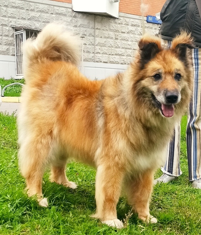 Golden Dog Vitya in the Shelter - Shelter, Overexposure, Homeless animals, In good hands, Dog, Volunteering, Good league, Solntsevo, Moscow, Kindness, Charity, Moscow region, Longpost