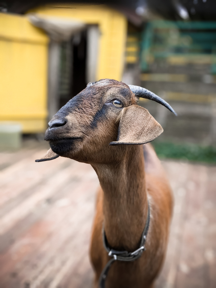 Домашняя коза