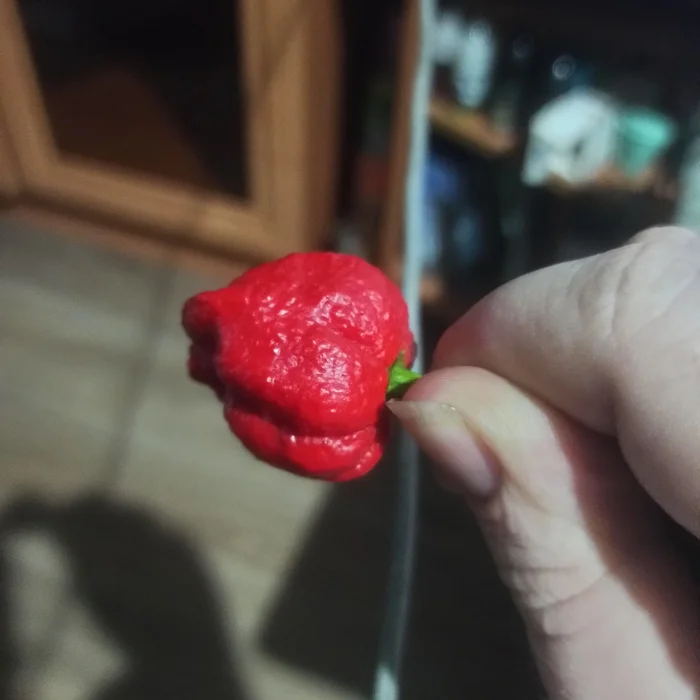 Can you help me identify the type of pepper? - My, Hot peppers, Carolina Reaper, Longpost