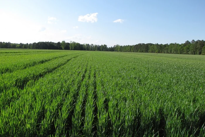 Winter crops will not be damaged by dust storm in Rostov region - My, Winter crops, Сельское хозяйство, Storm, Dust, Rostov region