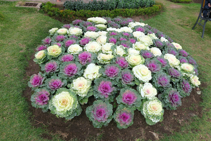   .    <!--noindex--><a href="https://pikabu.ru/story/kapusta_dekorativnaya_11860988?u=http%3A%2F%2F7dach.ru&t=7dach.ru&h=520ee5dfdadfbfebe905e76d94a85329ad84299f" title="http://7dach.ru" target="_blank" rel="nofollow noopener">7dach.ru</a><!--/noindex-->.