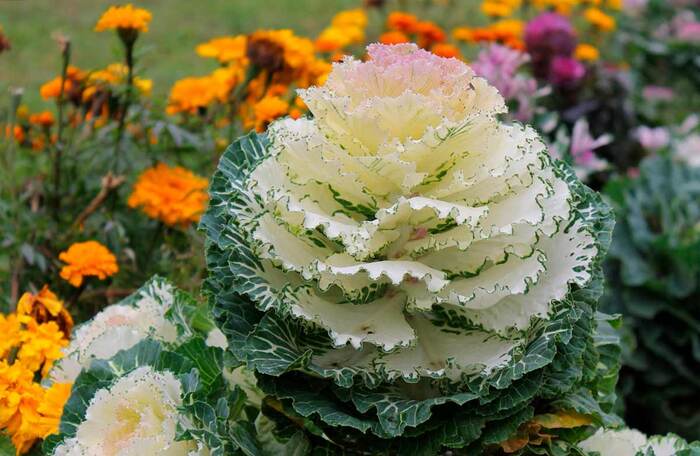    <!--noindex--><a href="https://pikabu.ru/story/kapusta_dekorativnaya_11860988?u=http%3A%2F%2Fflo.discus-club.ru&t=flo.discus-club.ru&h=e6ce655130a32fe186efacda7ab78282f8dfda63" title="http://flo.discus-club.ru" target="_blank" rel="nofollow noopener">flo.discus-club.ru</a><!--/noindex-->.