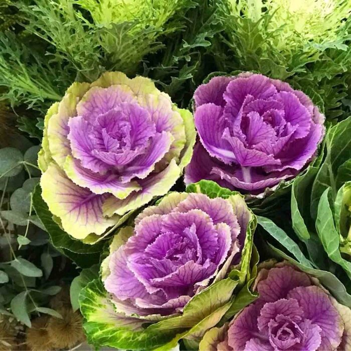    <!--noindex--><a href="https://pikabu.ru/story/kapusta_dekorativnaya_11860988?u=http%3A%2F%2Fpro-dachnikov.com&t=pro-dachnikov.com&h=a66ec94e240bdb41e1066688d8702e092d937e55" title="http://pro-dachnikov.com" target="_blank" rel="nofollow noopener">pro-dachnikov.com</a><!--/noindex-->.