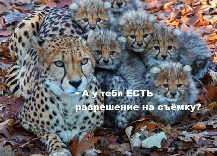 You can't do it without permission! - Picture with text, Cheetah, Animals