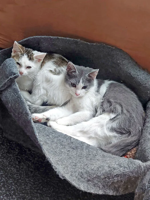 Touching and defenseless affectionate kittens Busya and Masya in good hands - My, Homeless animals, In good hands, Overexposure, Kittens, No rating, Good league, Urgently, Moscow, Longpost, cat