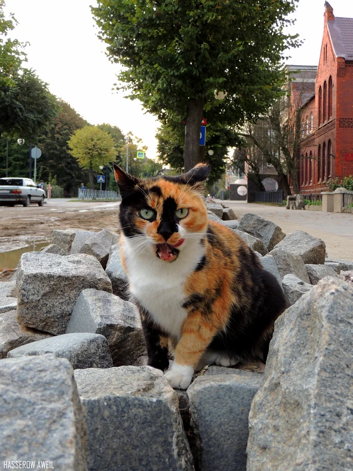 Chernyakhov cat - My, Kaliningrad region, Chernyakhovsk, Insterburg, Kaliningrad, City walk, cat, The photo, Street photography, Walk, Pet the cat, Longpost, Tricolor cat