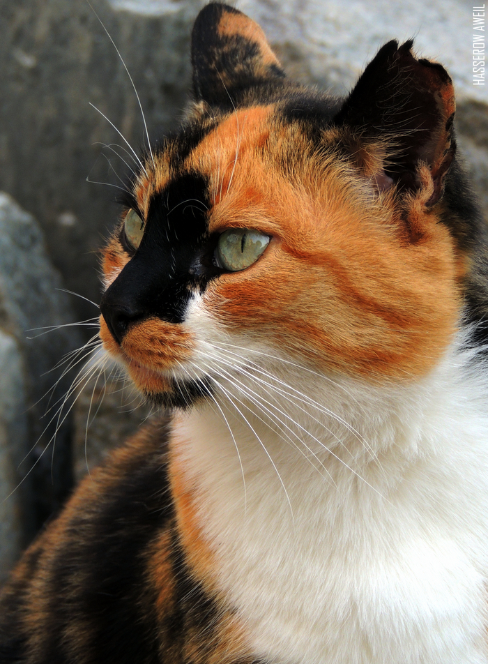  /  / Insterburg @hasserowaweilphoto #hasserowaweilphoto