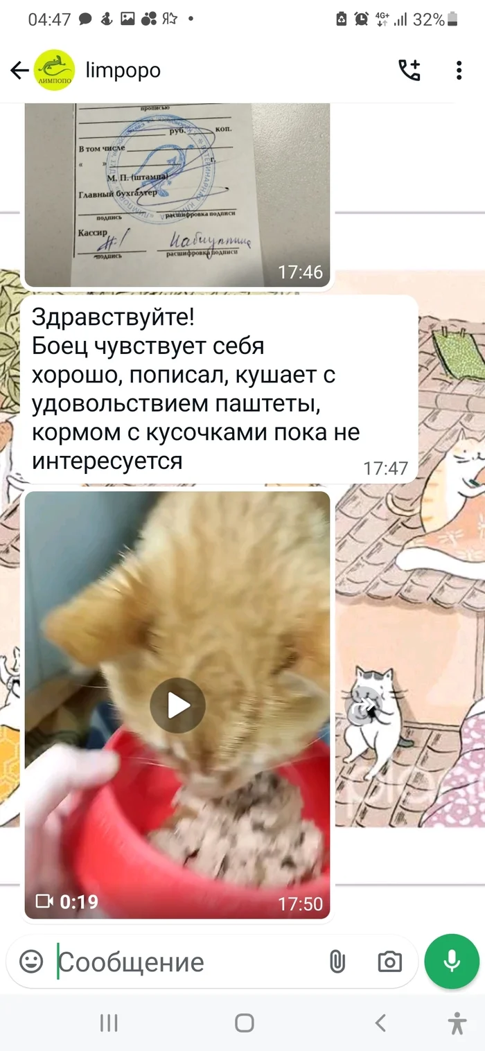 Продолжение поста «Кот Боец. Третий день дышит самостоятельно» - Моё, Кот, Красноярск, Помощь животным, Приют для животных, Рыжие, Инфекционный перитонит кошек, Борьба за выживание, Ветеринарная клиника, Вертикальное видео, Видео, Ответ на пост, Длиннопост