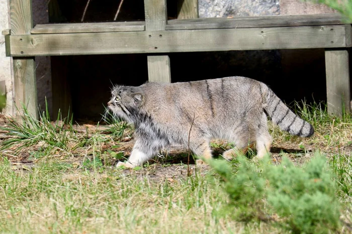 The work is hard and thankless, but someone has to do it. - Manul Timofey, Moscow Zoo, Pallas' cat, Cat family, Wild animals, Small cats, Predatory animals, The photo, Zoo, Telegram (link)