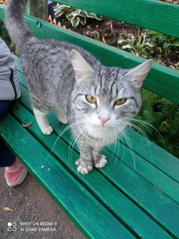 Котенок в добрые ручки - Передержка, Бездомные животные, В добрые руки, Волонтерство, Спасение, Котята, Длиннопост