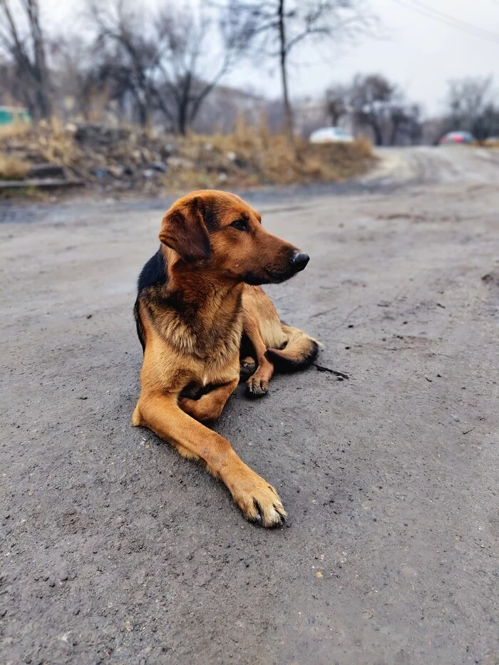 Instabu/Pikagram - My, Mobile photography, Dog, Homeless animals