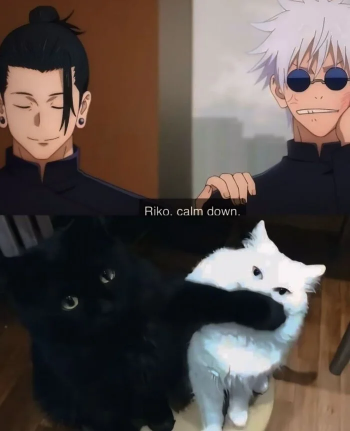 Calm down. | Magic battle - Anime, Images, Jujutsu Kaisen, cat