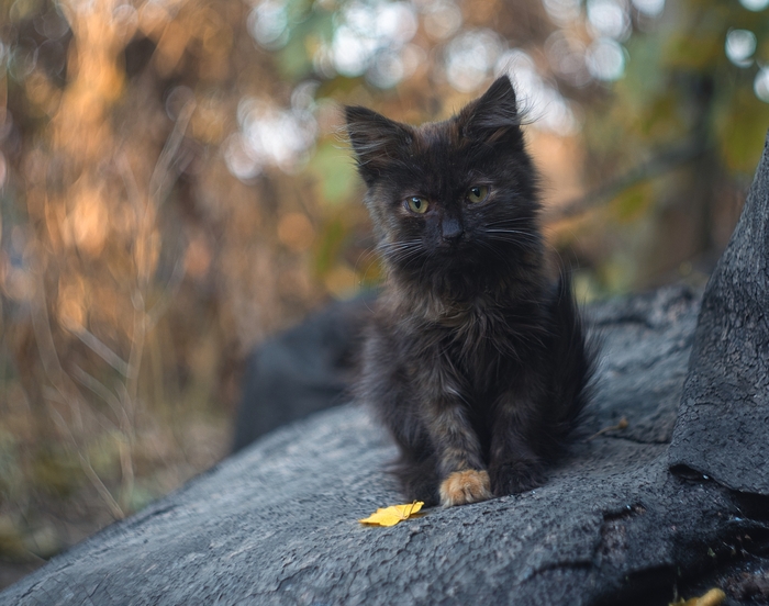 ���� "������� �����" � ��������