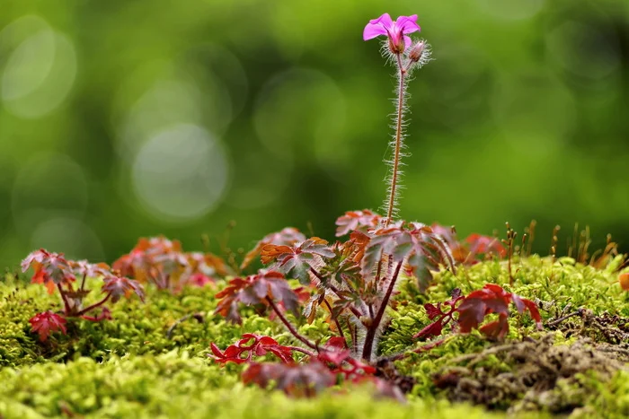 Flower - My, The photo, May, Plants, Flowers