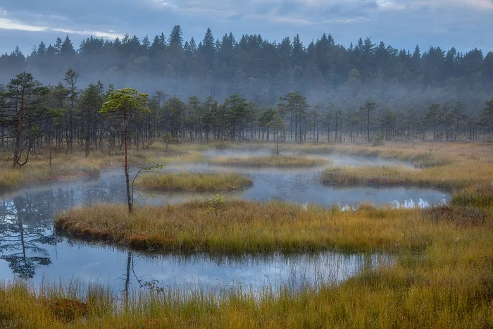 Morning in the swamp - Swamp, Landscape, Beautiful view, The photo, Fog, Morning, Roshchino, Leningrad region, wildlife